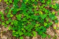 Carpet of clover in the BiaÃâowieÃÂ¼a National Park